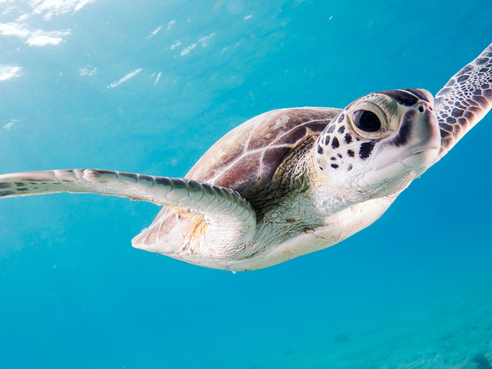 image of sea turtle