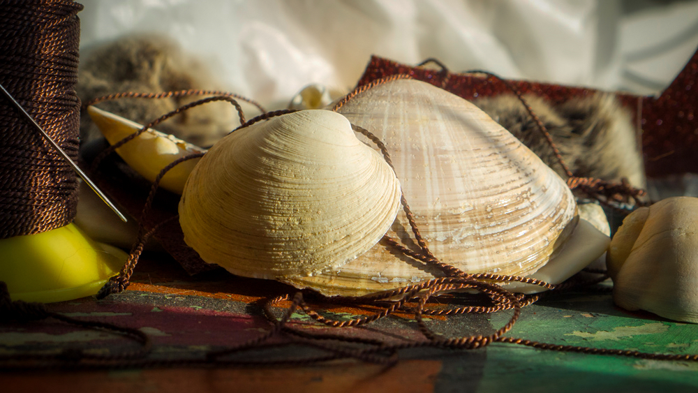 image of seashells