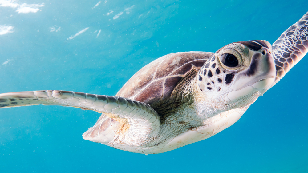 image of sea turtle
